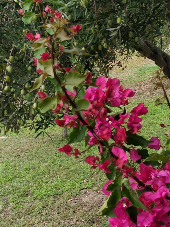 Ases Villa Lagonisi Halkidiki Ormos Panagias Eksteriør billede